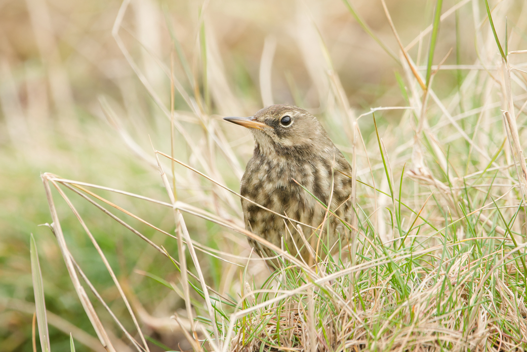 Photo of Rock Pipit